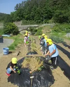 野菜つくり