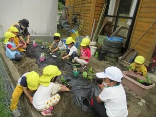 畑で野菜作り