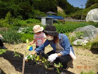 「くまさんのおうち」　さつまいもの苗植え