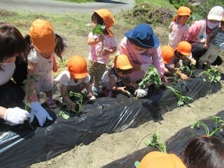 さつまいもの苗植えをしました