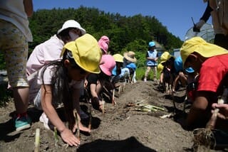 千代ねぎと、さつま芋の苗植え