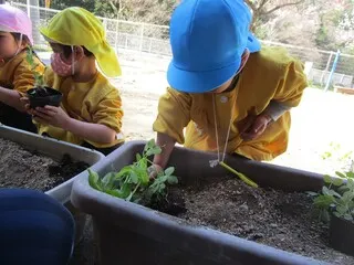 えんどうの苗をいただきました