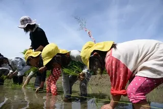よこね田んぼ　お田植え