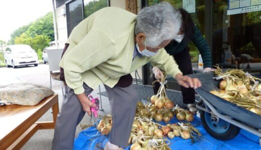 なんと大きなタマネギでしょう😲