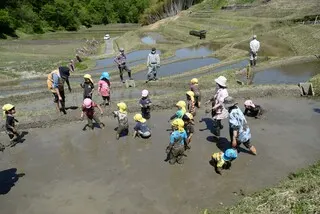 よこね田んぼの田植え（その２）