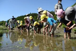 よこね田んぼの田植え（その１）